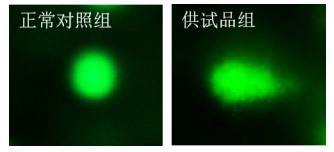 利用斑馬魚模型評價基因毒性