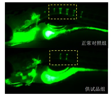 利用斑馬魚模型評價骨毒性