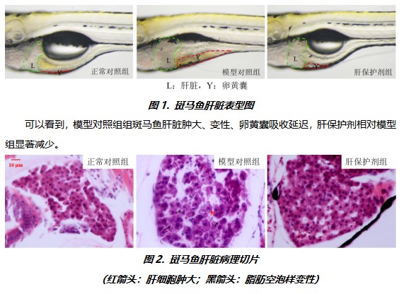 利用斑馬魚模型評價酒精性肝損傷保護(hù)作用